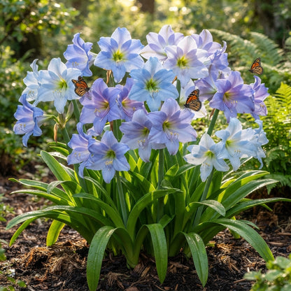 Blue Amaryllis Lily Seeds for Planting