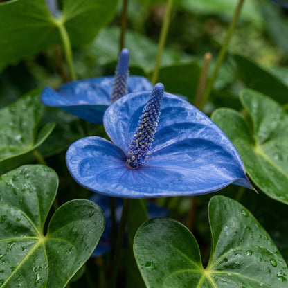 Blue Anthurium Flower Seeds for Planting
