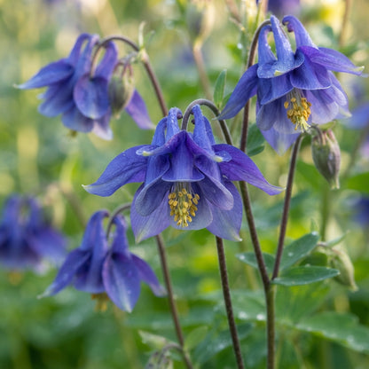 Aquilegia Clematiflora Blue Flower Seeds for Planting