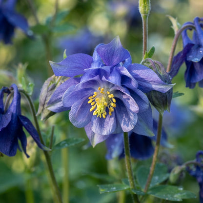 Aquilegia Clematiflora Blue Flower Seeds for Planting
