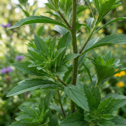 Blue Aster Flower Seeds for Planting