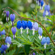 Blue Bleeding Heart Flower Seeds for Planting