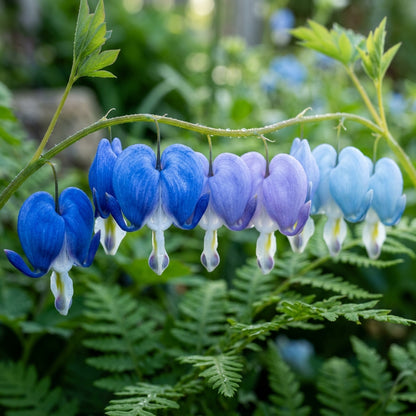 Blue Bleeding Heart Flower Seeds for Planting