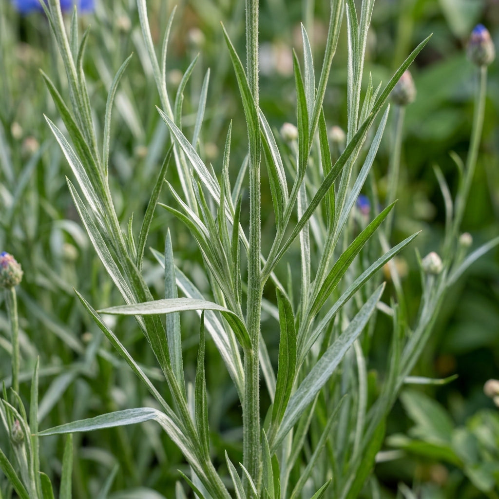 Blue Boy Bachelor’s Buttons Seeds – Classic Blue Blooms