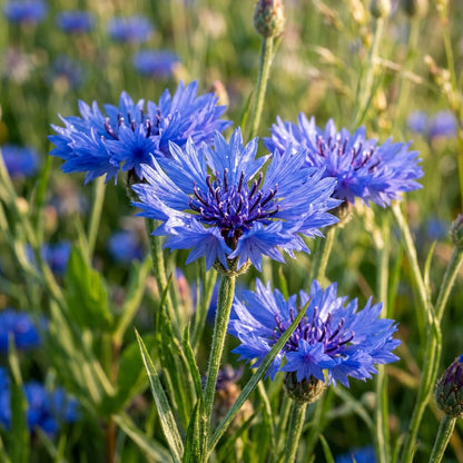 Blue Boy Bachelor’s Buttons Seeds – Classic Blue Blooms