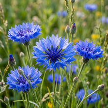 Blue Boy Bachelor’s Buttons Seeds – Classic Blue Blooms