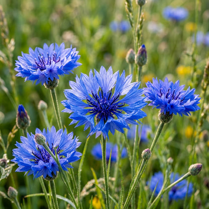 Blue Boy Bachelor’s Buttons Seeds – Classic Blue Blooms