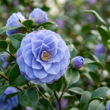Blue Camellia Flower Seeds for Planting