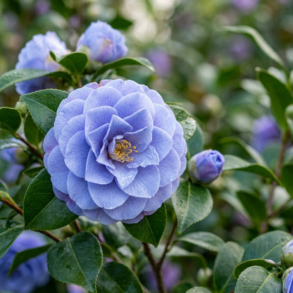 Blue Camellia Flower Seeds for Planting