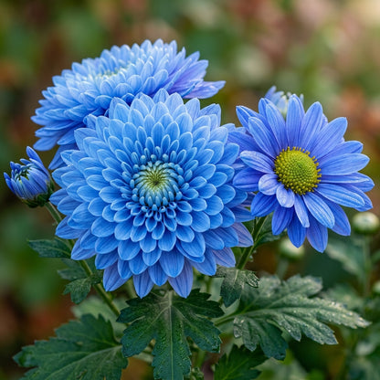 Blue Chrysanthemum Flower Seeds - Blue Chrysanthemum Flower Seeds for Garden