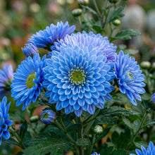 Blue Chrysanthemum Flower Seeds - Blue Chrysanthemum Flower Seeds for Garden