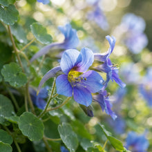 Tropaeolum azureum (Blue Climbing Nasturtium) Seeds for Planting