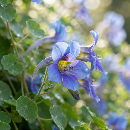 Tropaeolum azureum (Blue Climbing Nasturtium) Seeds for Planting