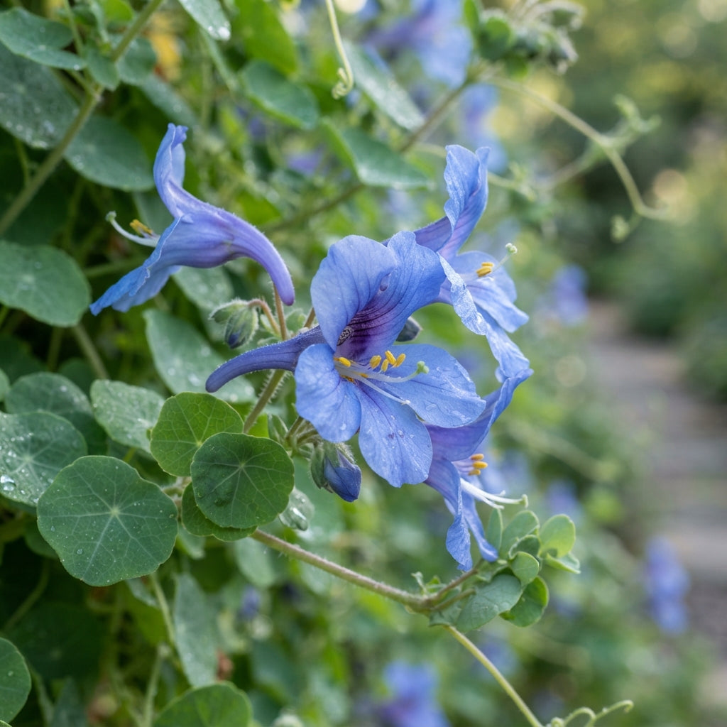 Tropaeolum azureum (Blue Climbing Nasturtium) Seeds for Planting