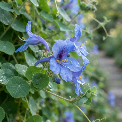Tropaeolum azureum (Blue Climbing Nasturtium) Seeds for Planting