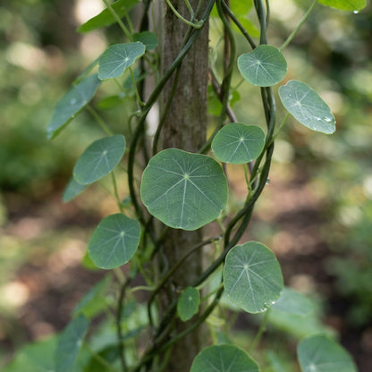 Tropaeolum azureum (Blue Climbing Nasturtium) Seeds for Planting