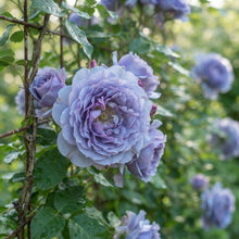 Blue Climbing Rose Flower Seeds for Planting