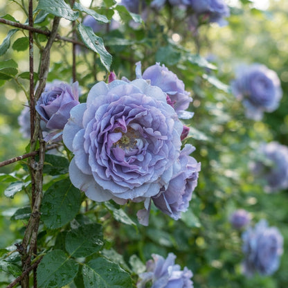 Blue Climbing Rose Flower Seeds for Planting