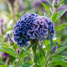Blue Cockscomb Flower Seeds for Planting