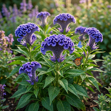 Blue Cockscomb Flower Seeds for Planting