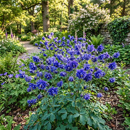 Aquilegia Clematiflora Blue Flower Seeds For Planting