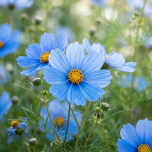 Blue Cosmos Seeds for Planting - Blue Cosmos Flower Seeds