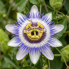 Blue Crown Passion Flower Seeds for Planting