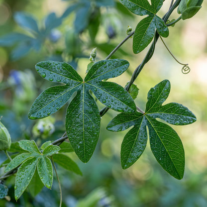 Blue Crown Passion Flower Seeds for Planting