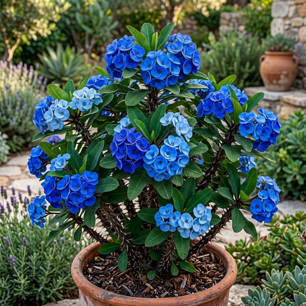 Blue Euphorbia Milii Seeds - Crown of Thorns Flower Seeds for Garden