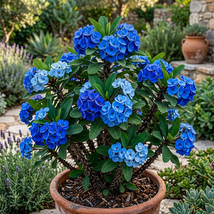 Blue Euphorbia Milii Seeds - Crown of Thorns Flower Seeds for Garden