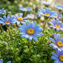 Blue Daisy Flower Seeds for Planting