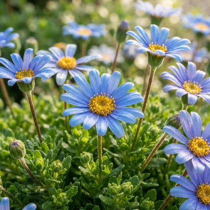 Blue Daisy Flower Seeds for Planting