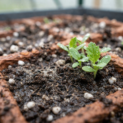 Blue Daisy Flower Seeds for Planting
