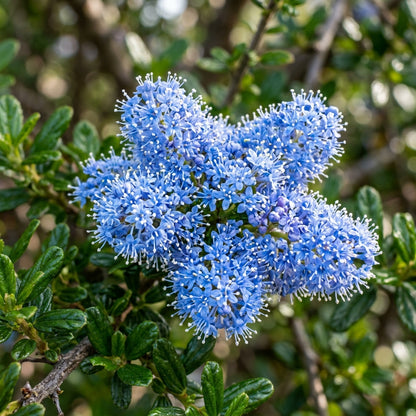 Blue Deer Brush Ceanothus Tree Seeds for Planting