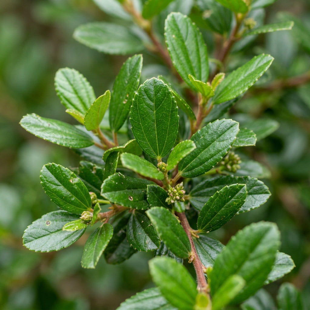 Blue Deer Brush Ceanothus Tree Seeds for Planting