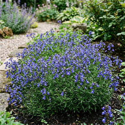 Chaenorhinum Blue Dream Seeds – Mini Blue Blooms