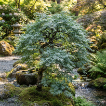 Blue Dwarf Maple Seeds for Planting