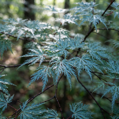 Blue Dwarf Maple Seeds for Planting