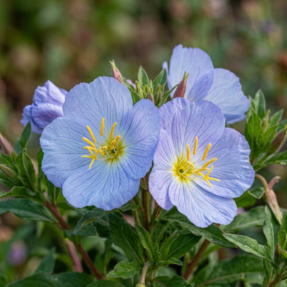 Cool Blue Evening Primrose Seeds For Planting