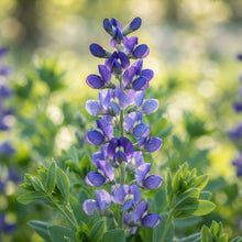 Blue False Indigo Baptisia Australis Flower Seeds for Planting
