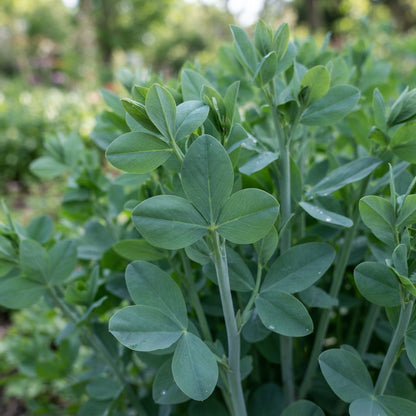 Blue False Indigo Baptisia Australis Flower Seeds for Planting