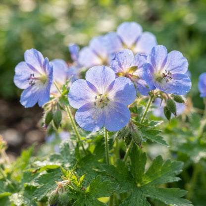 Blue Geranium Flower Seeds for Planting