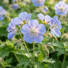 Blue Geranium Flower Seeds for Planting