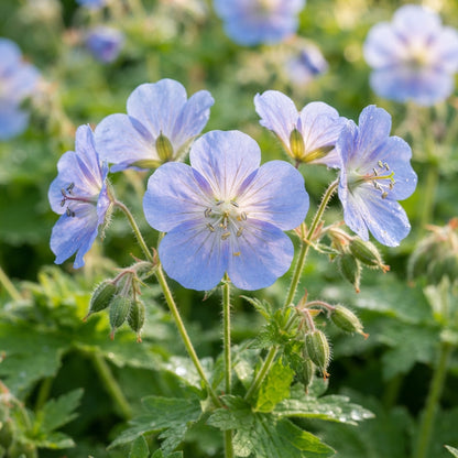 Blue Geranium Flower Seeds for Planting