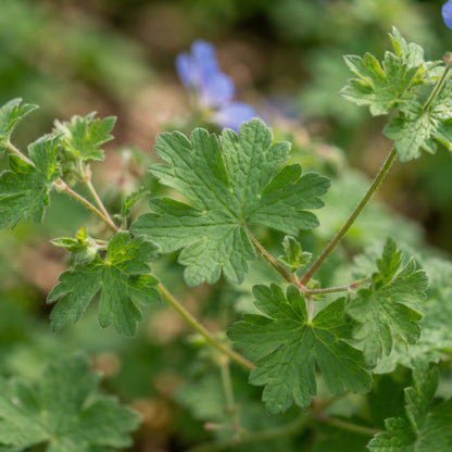 Blue Geranium Flower Seeds for Planting