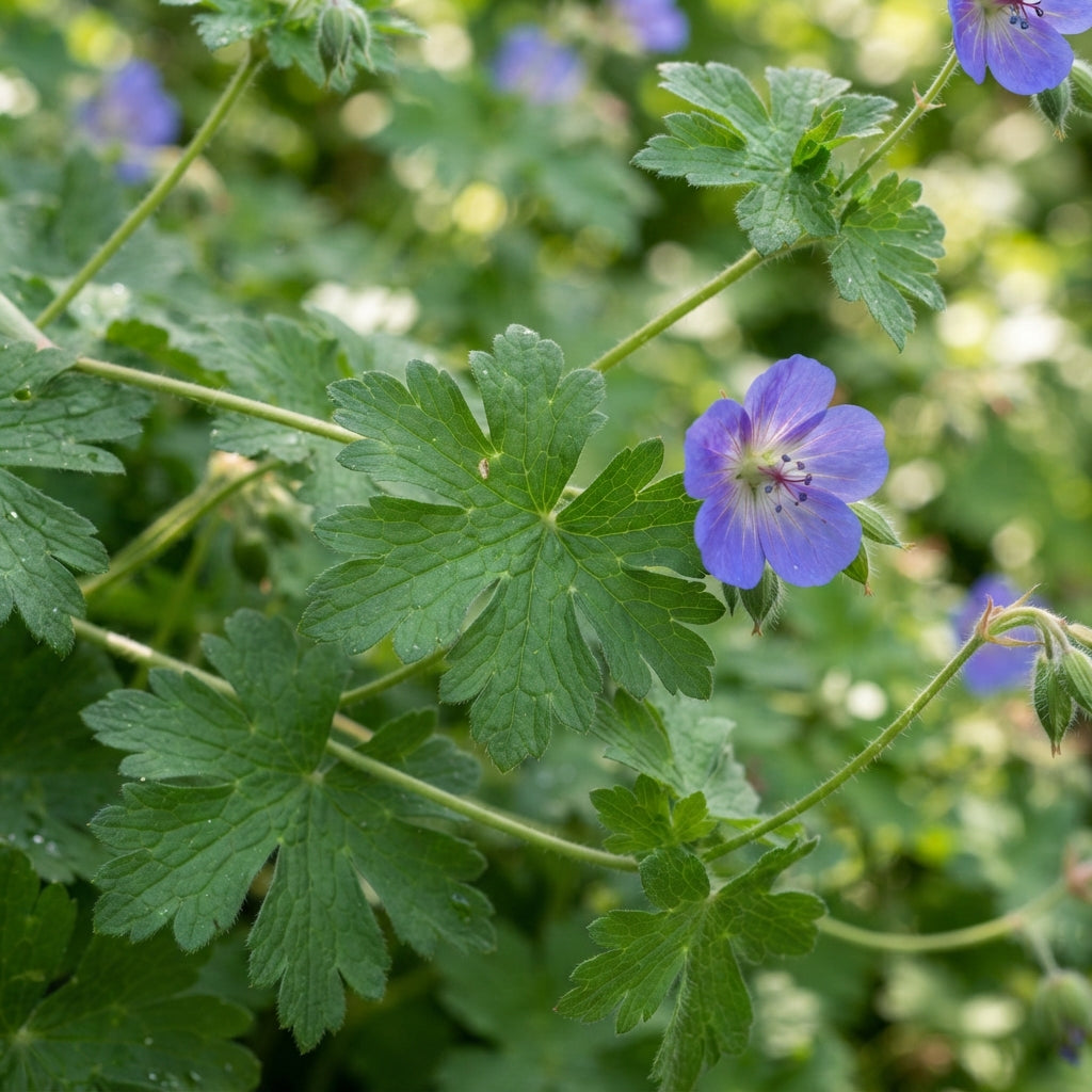 Blue Geranium Flower Seeds for Planting