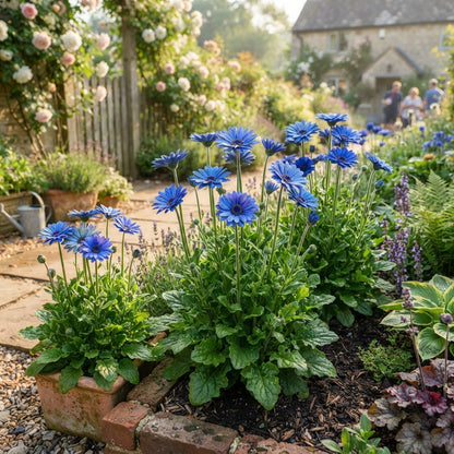 Blue Gerbera Daisy Flower Seeds for Planting