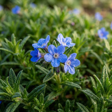 Blue Ground Cover Plant Seeds for Planting