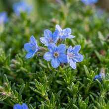 Blue Ground Cover Plant Seeds for Planting