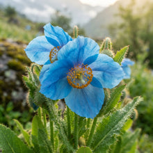 Meconopsis grandis Blue Himalayan Poppy Seeds for Planting